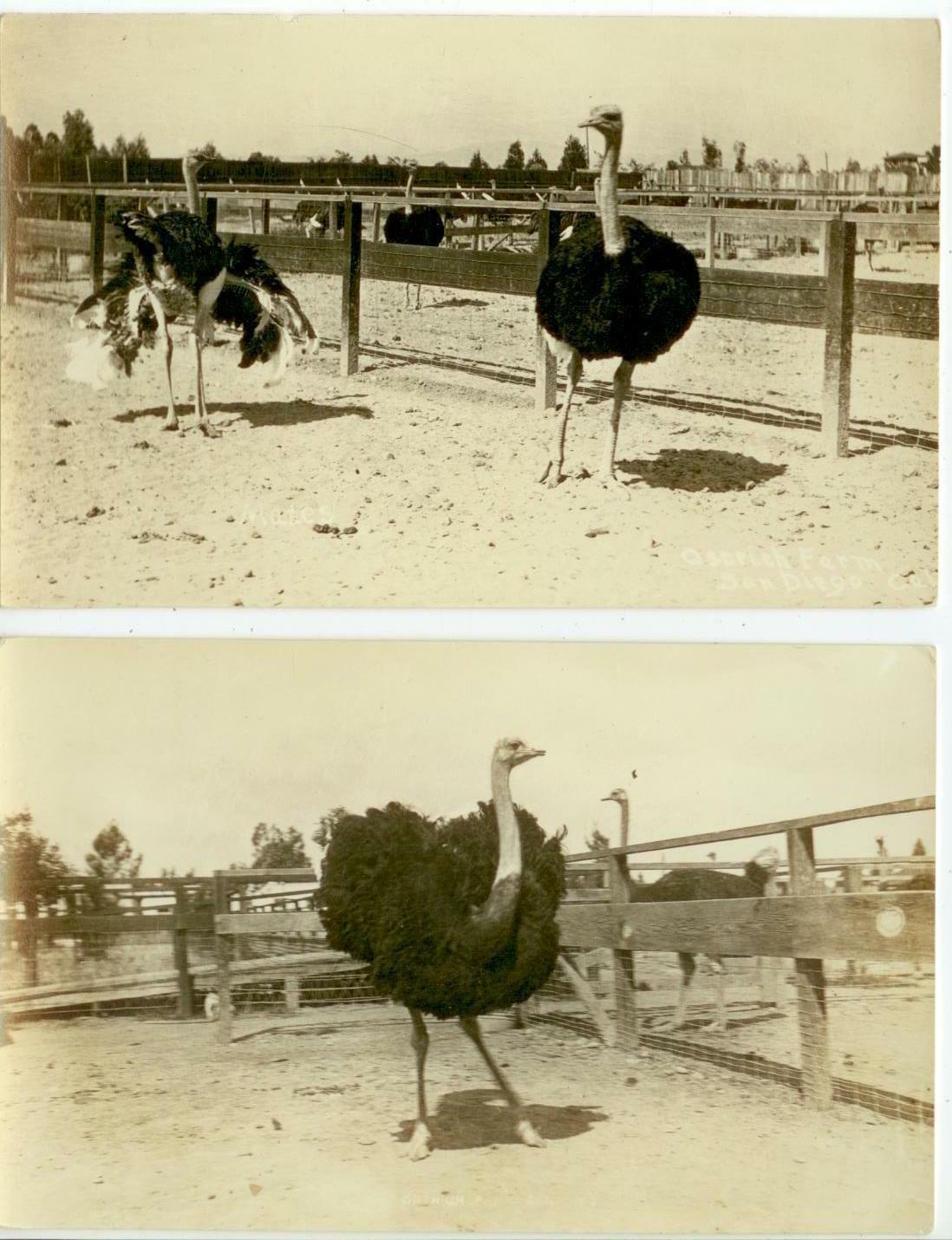 c1920 ostriches at a farm Real Photos