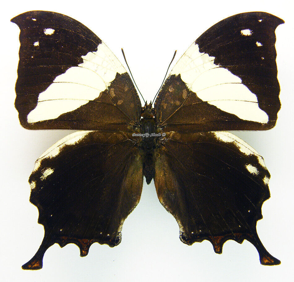 Unmounted Butterfly/Nymphalidae - Anaea clytemnestra rufescens, male, Venezuela