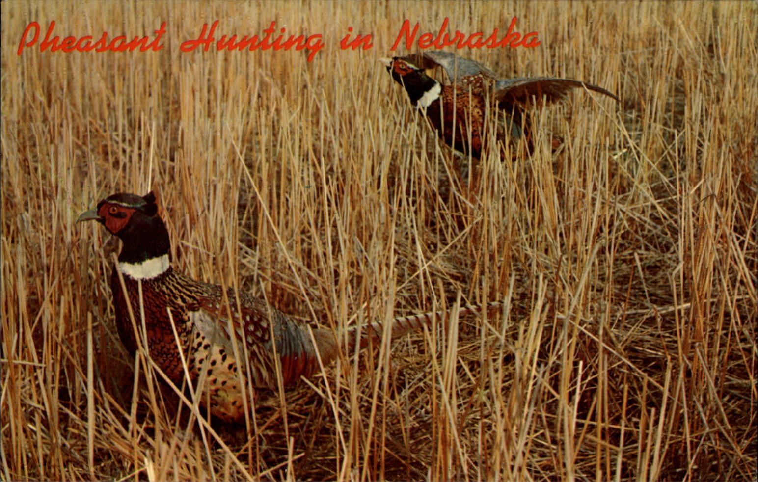 Nebraska Pheasant Hunting field ~ postcard  sku479