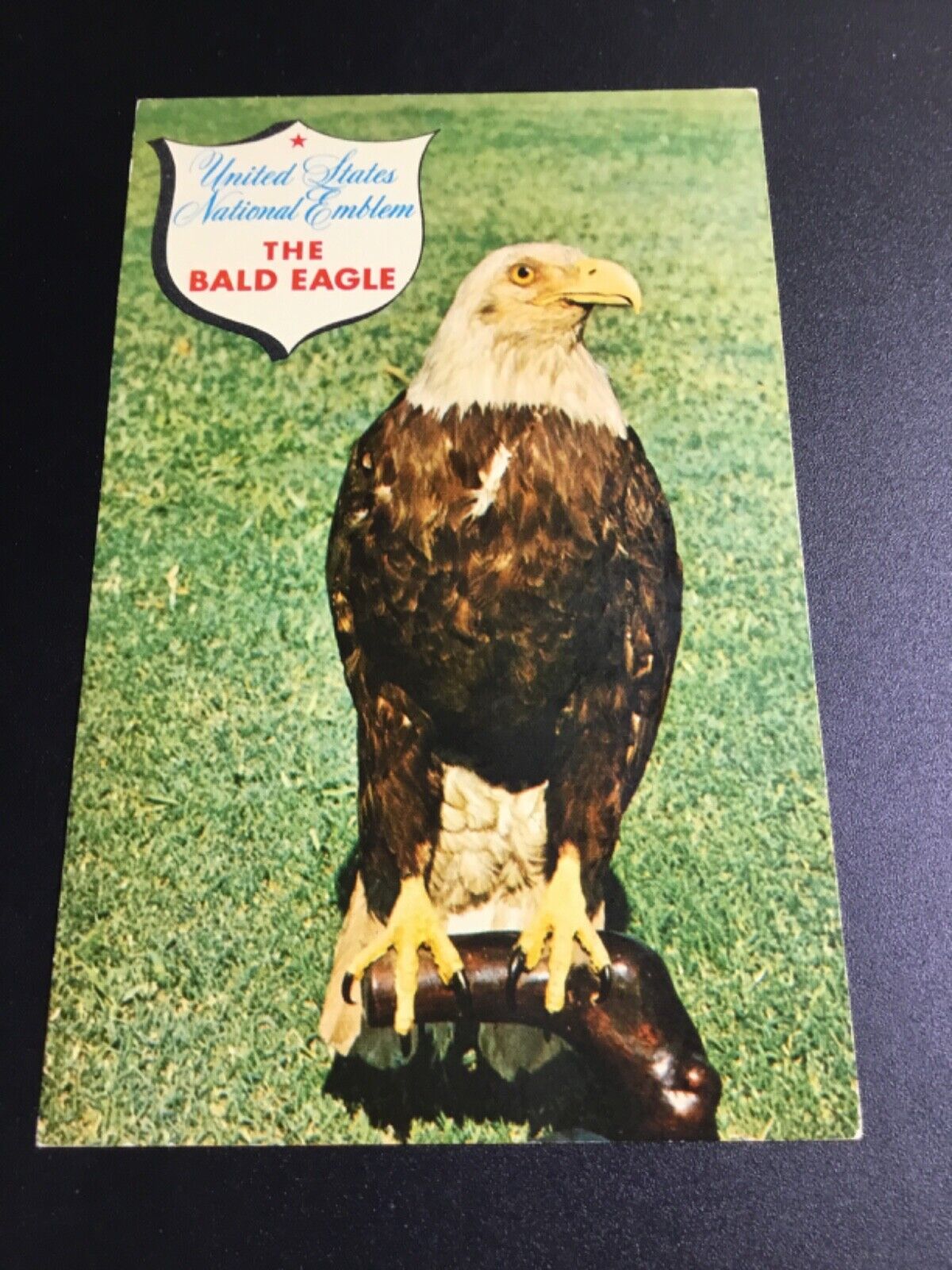 The Bald Eagle Postcard 30