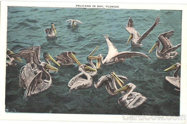 Birds Pelicans In Bay Kropp Antique Postcard Vintage Post Card