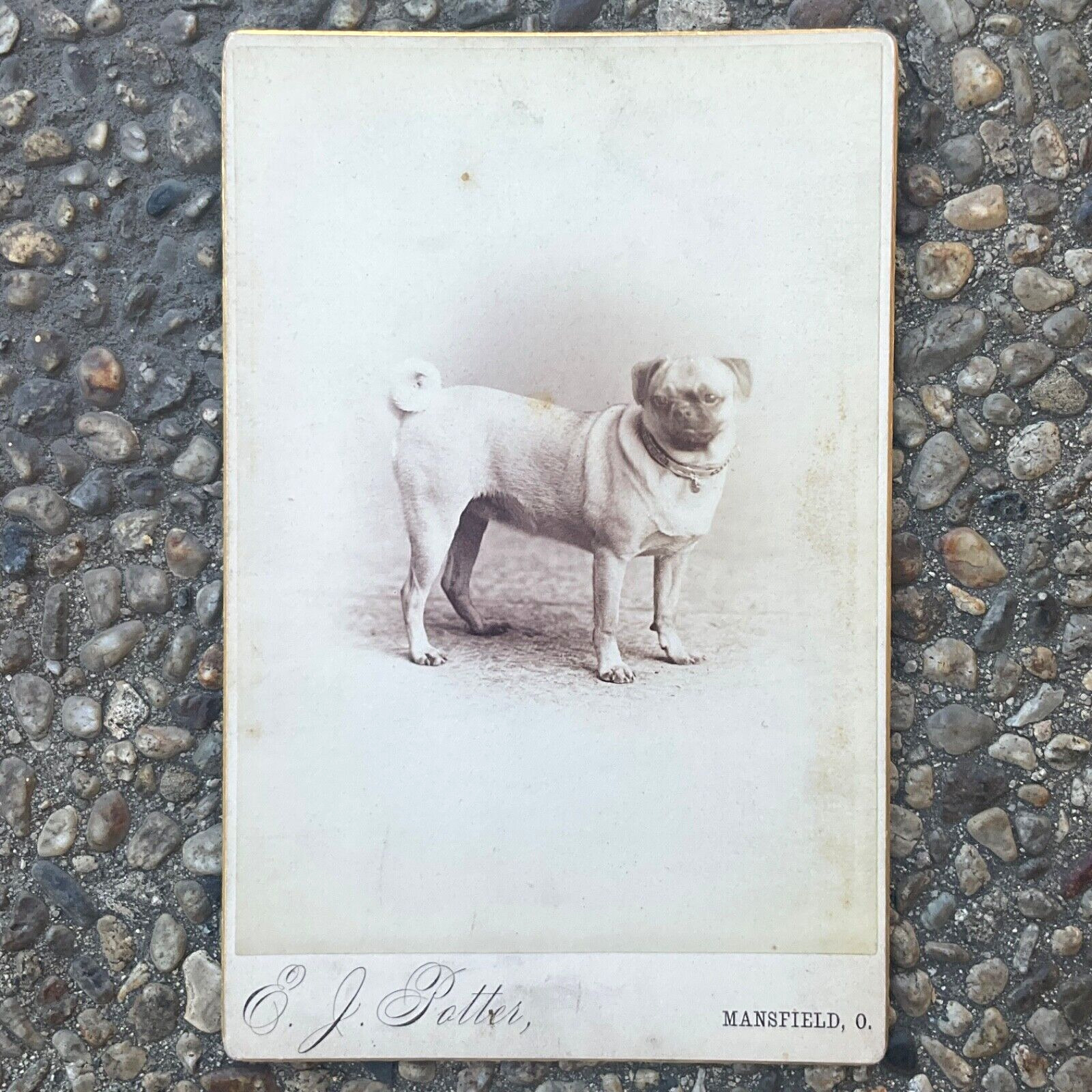 ORIGINAL c.1880s ANTIQUE CABINET PHOTO of a PUG DOG by POTTER of MANSFIELD, OHIO