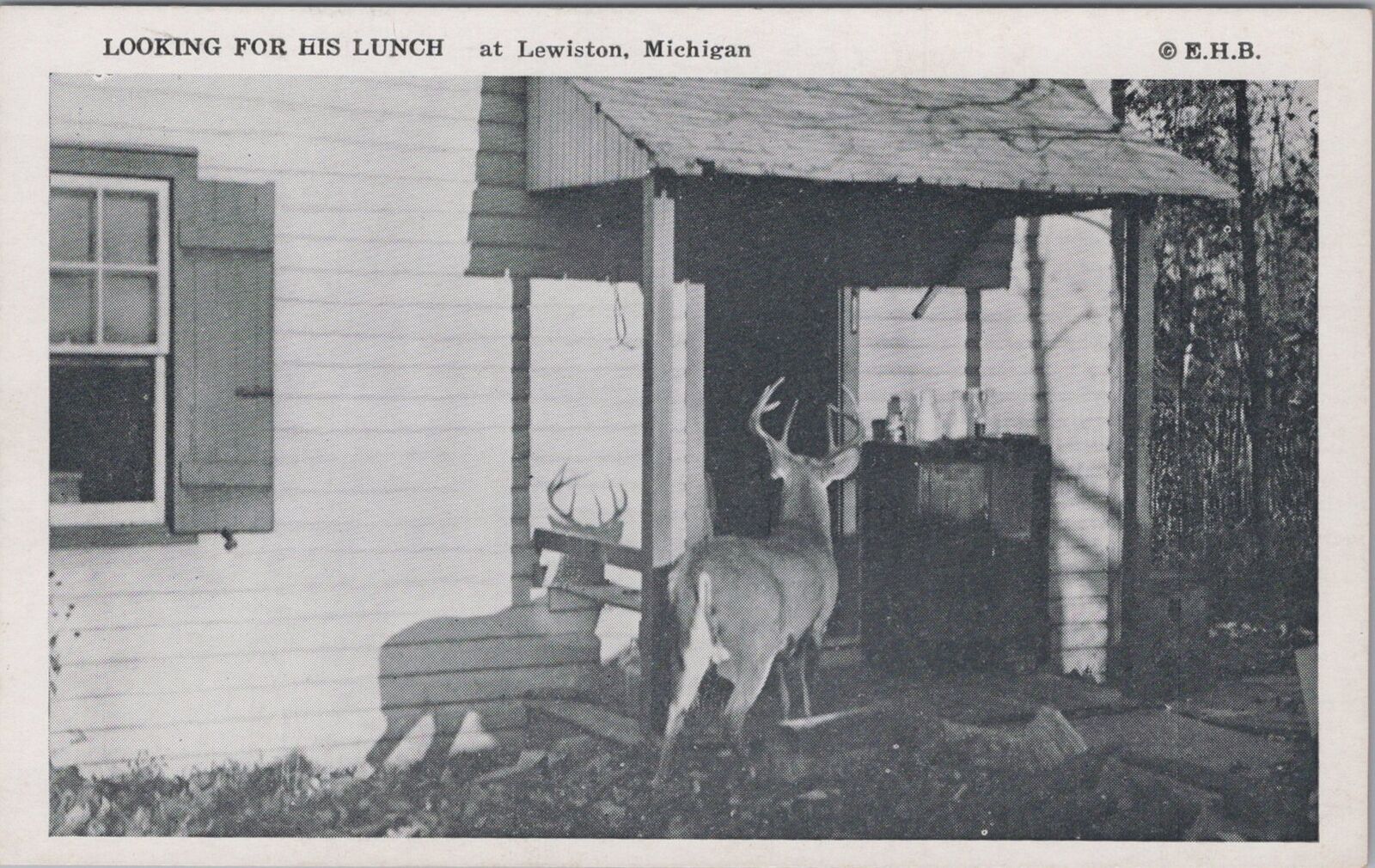 Deer in House Backyard at Lewiston Michigan Postcard