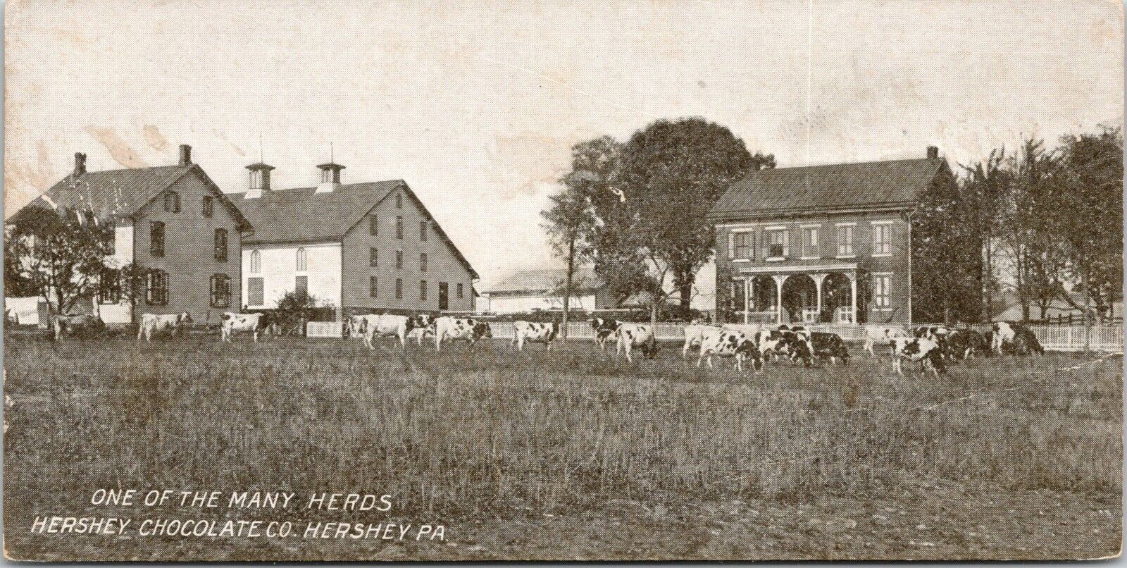 Hershey PA~Milk Chocolate Company~Herd of Cows~House & Barns~c1910 Candy Bar PC