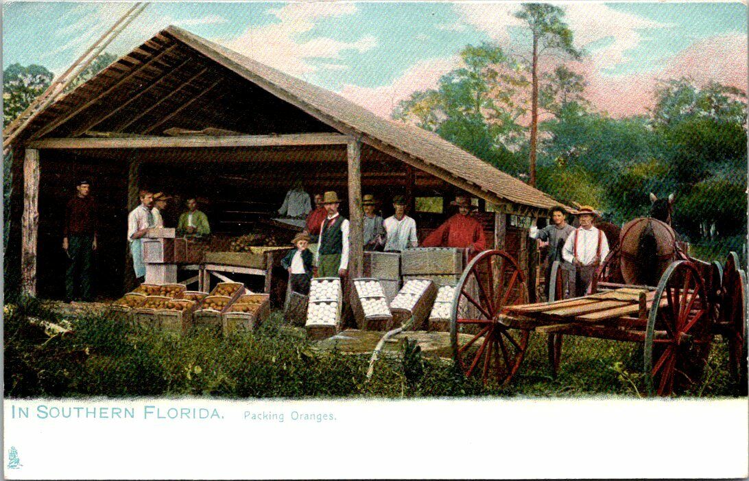 SOUTHERN FLORIDA - PACKING ORANGES - HORSE-DRAWN - UNDIVIDED BACK POSTCARD