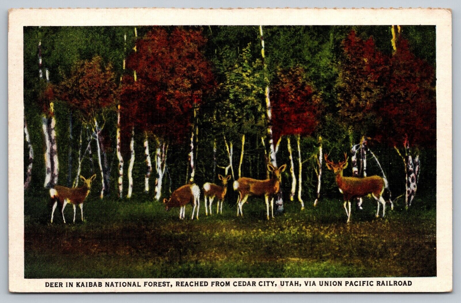 c1940 Family Of Deer In Kaibab National Forest Utah Vintage Postcard