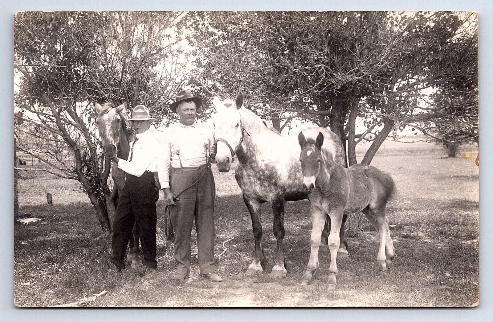 RPPC Two Men Tending to Three Horses Unknown Location Real Photo