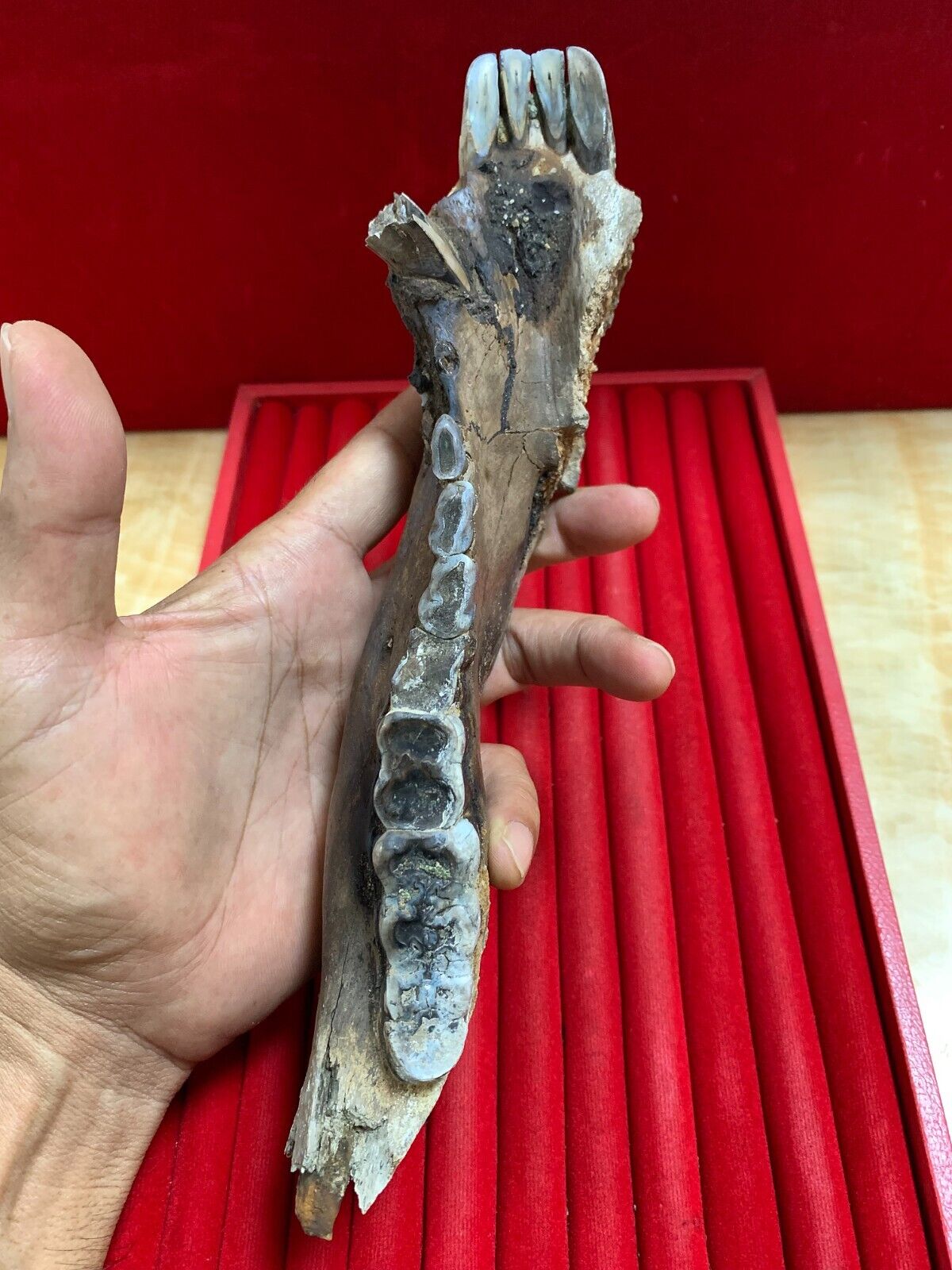 Wild Boar fossil Lower Jaw - tooth Beautiful Rare Amazing genuine