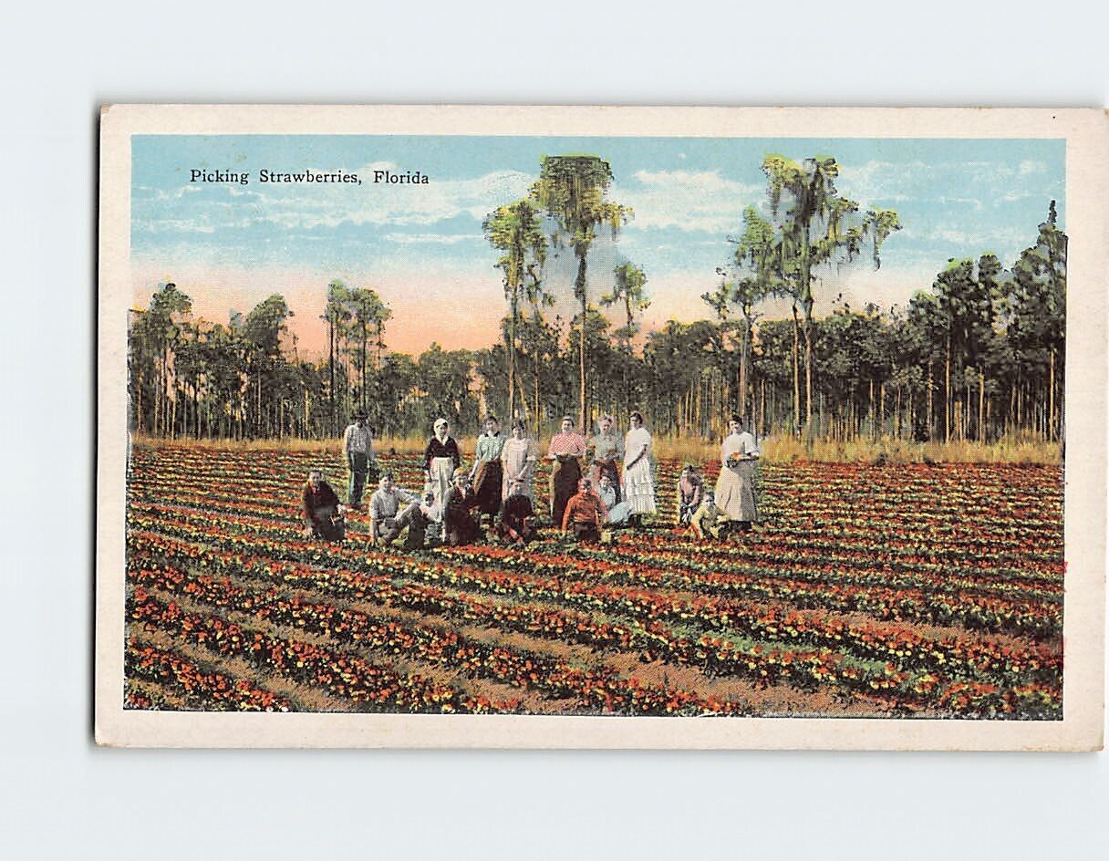 Postcard Picking Strawberries, Florida