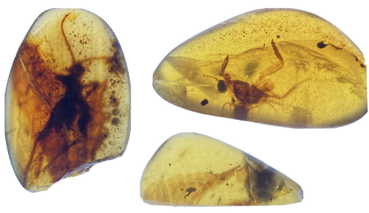 3 Beautiful Pristine Rare Insects In Genuine Burmite Ambers, 98MYO