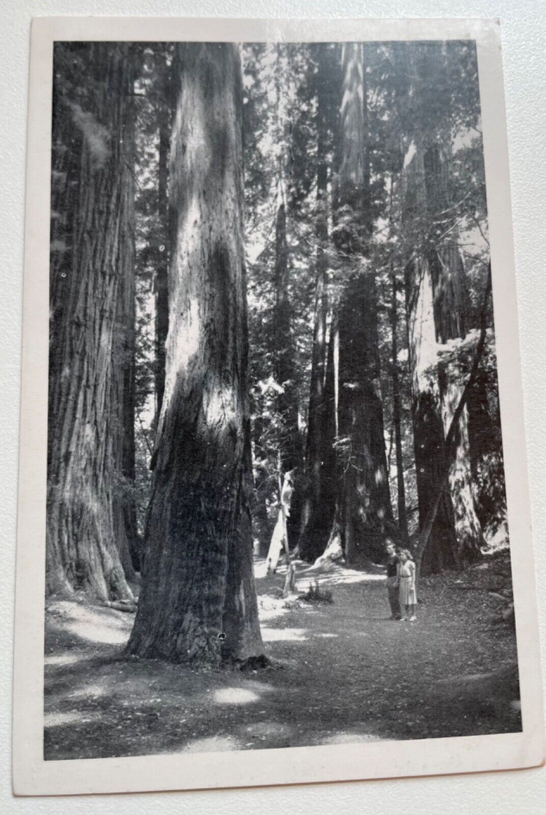 1950s Muir Woods Nat\'l Monument San Francisco CA California RPPC