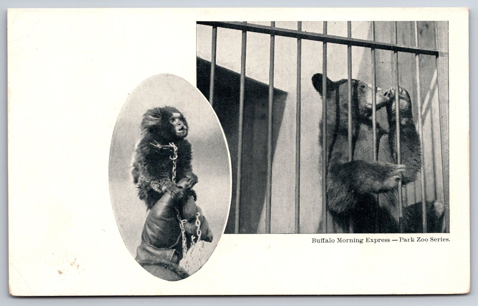 Buffalo NY~Morning Express~Park Zoo Series~Monkey~Bear~c1905 Postcard