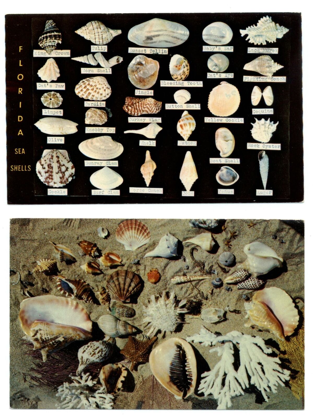 LOT OF 2 ~ Sea Shells from Florida ~ conch angular triton tulip band ~ postcards