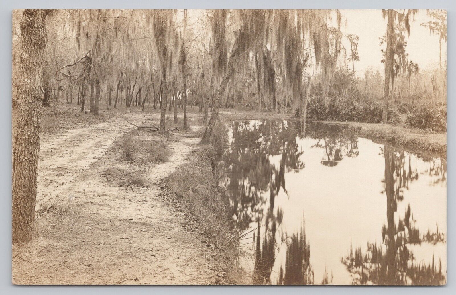 RPPC Near Lake Parker Lakeland Florida FL c1910 Real Photo Postcard Landscape