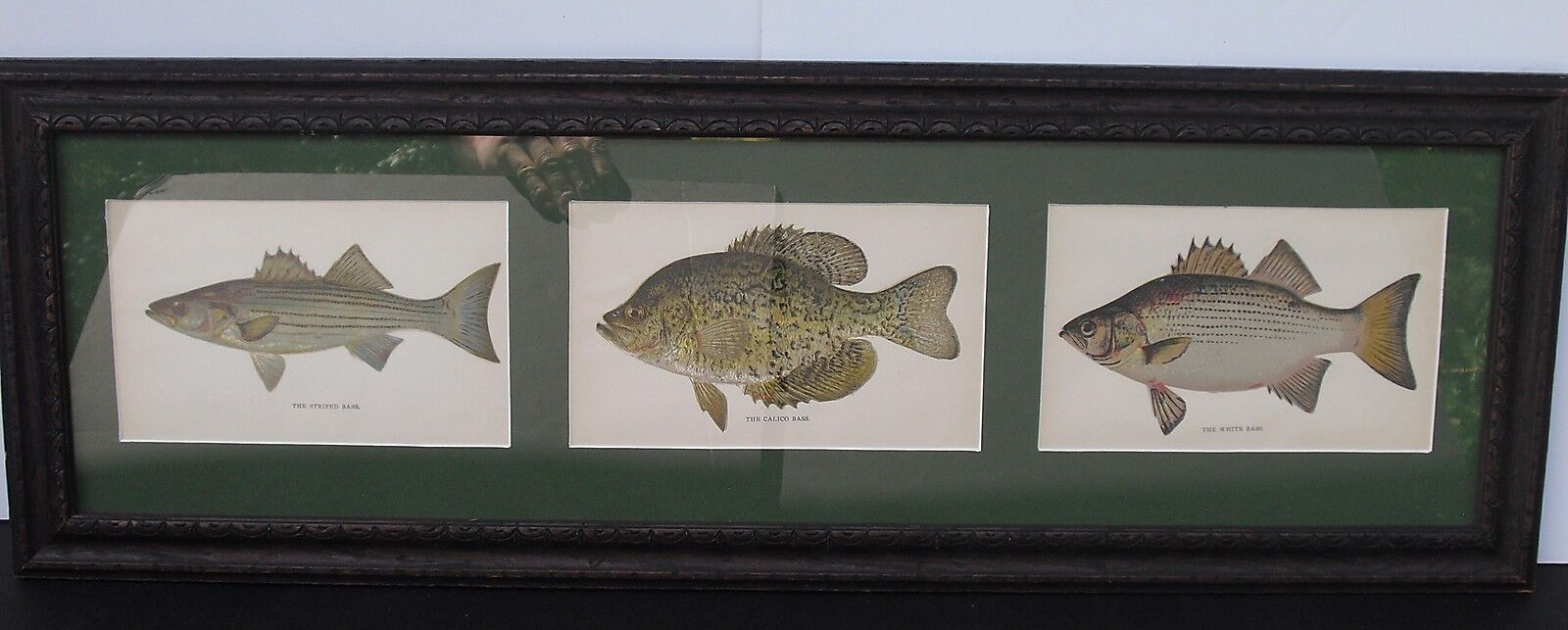 ONE OF A KIND ART 3 Antique Color Lithographs of BASS From 1897 in Vintage Frame