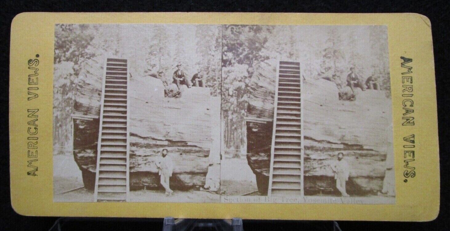 * Antique 1800\'s Stereo View Huge Tree Trunk w People on Top Yosemite Valley