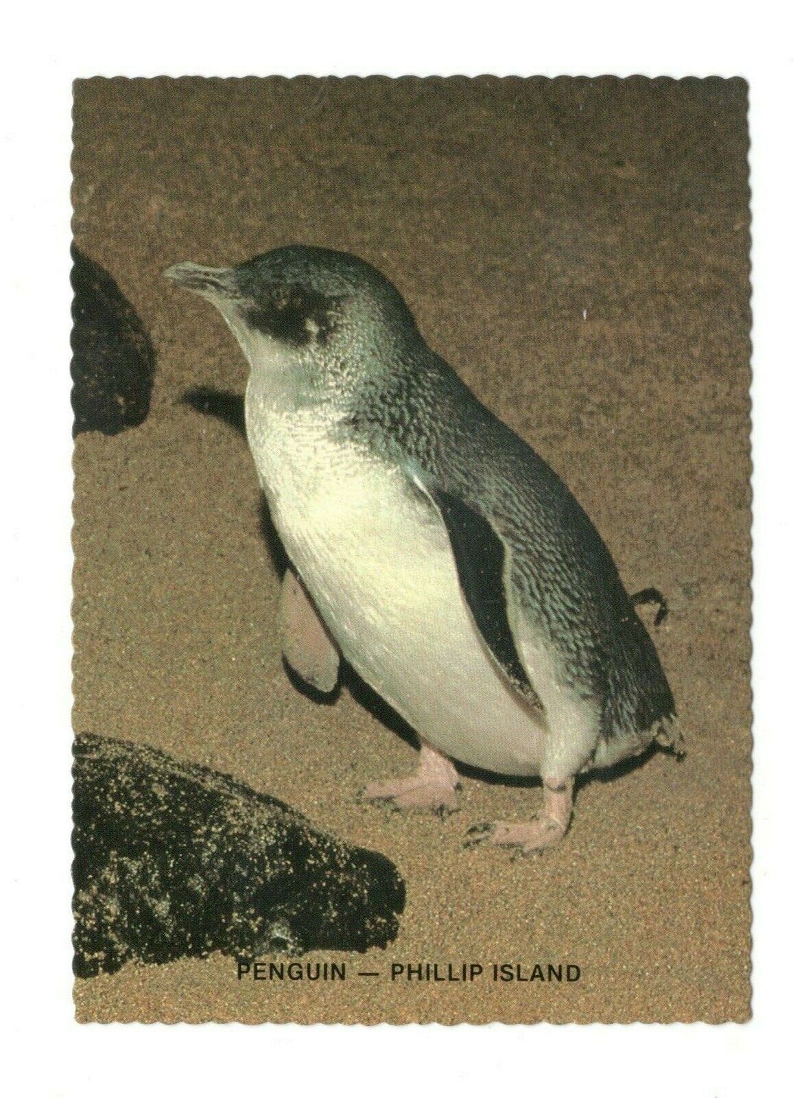 Penguin Phillip Island Australia Unused 4X6 Postcard EB85