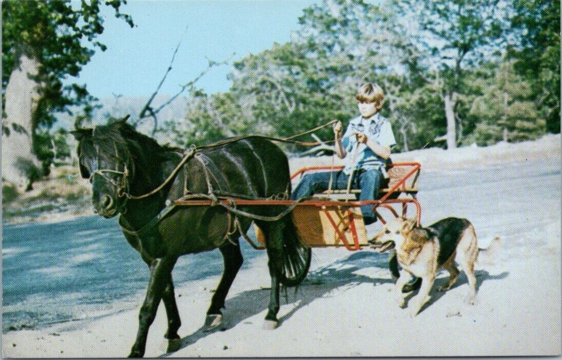 Camp Cedar Falls CA c60\'s Boy Driving Welch Pony Cart Shepherd Dog Running