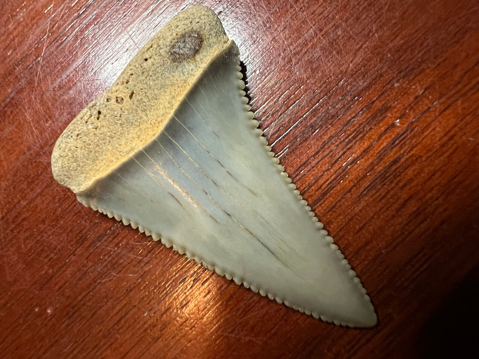 PREHISTORIC FOSSIL Razor Sharp serrated Chubutensis Shark Tooth - 100% Authentic