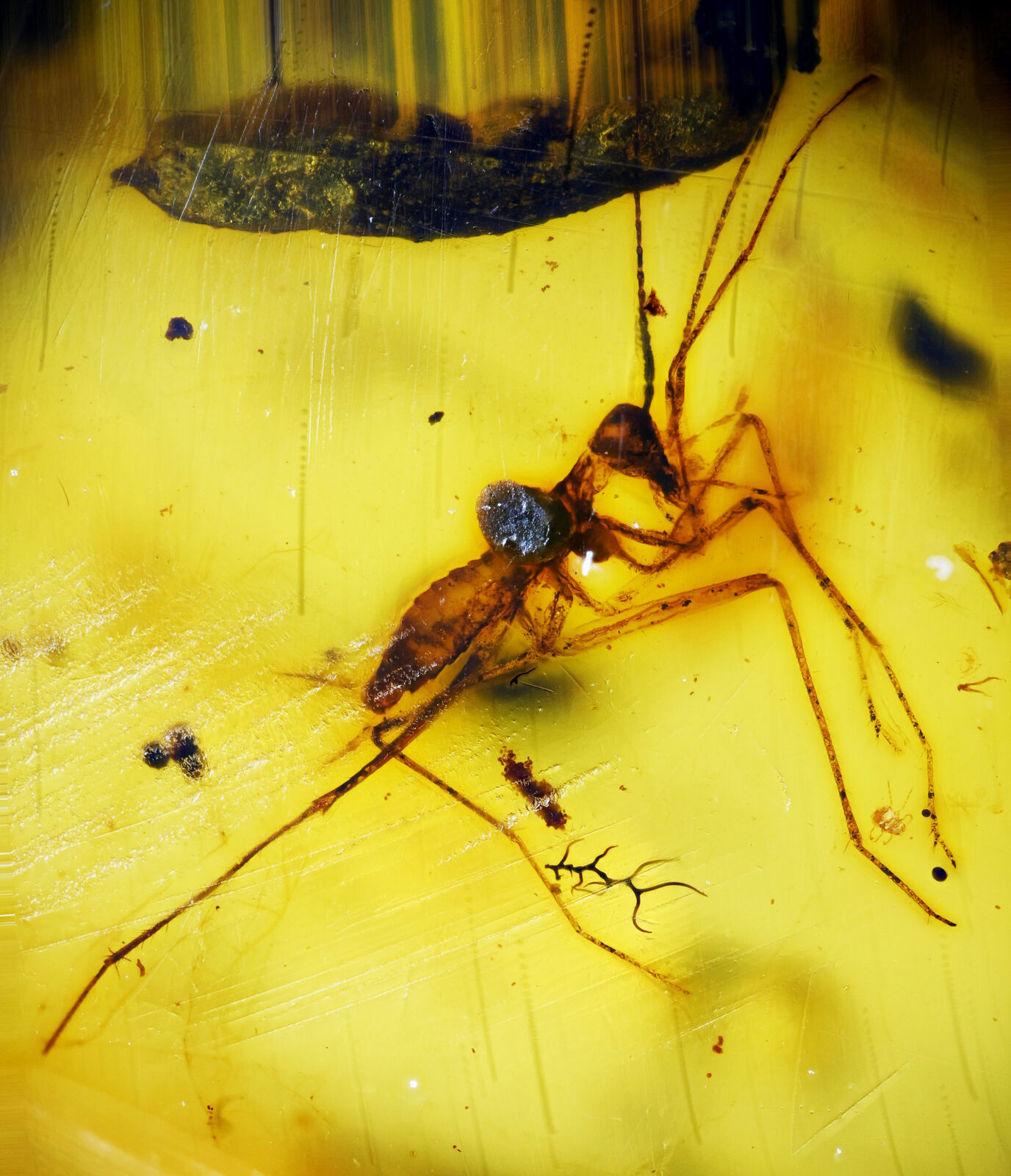 Very Rare Extinct Roach nymph in Burmese Amber