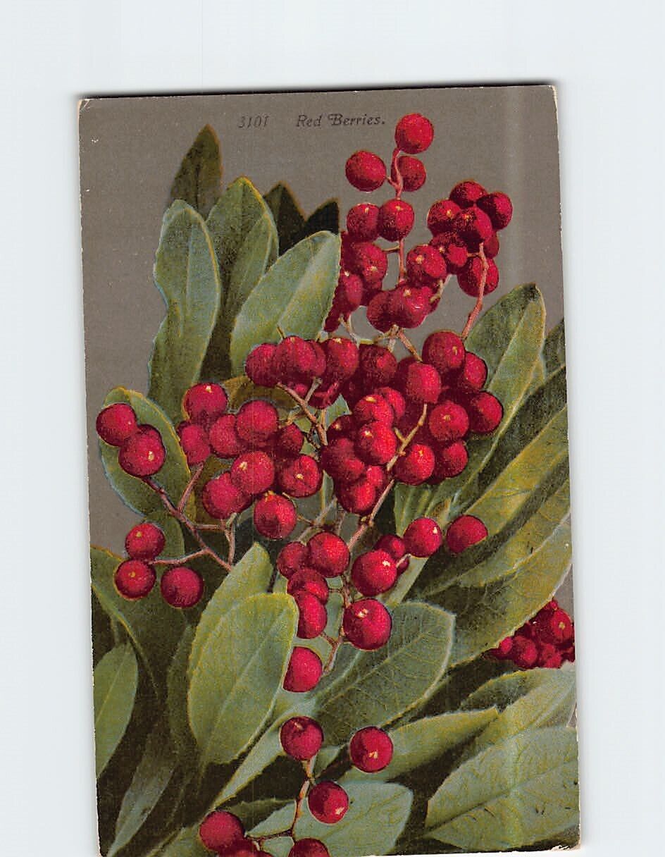 Postcard Red Berries