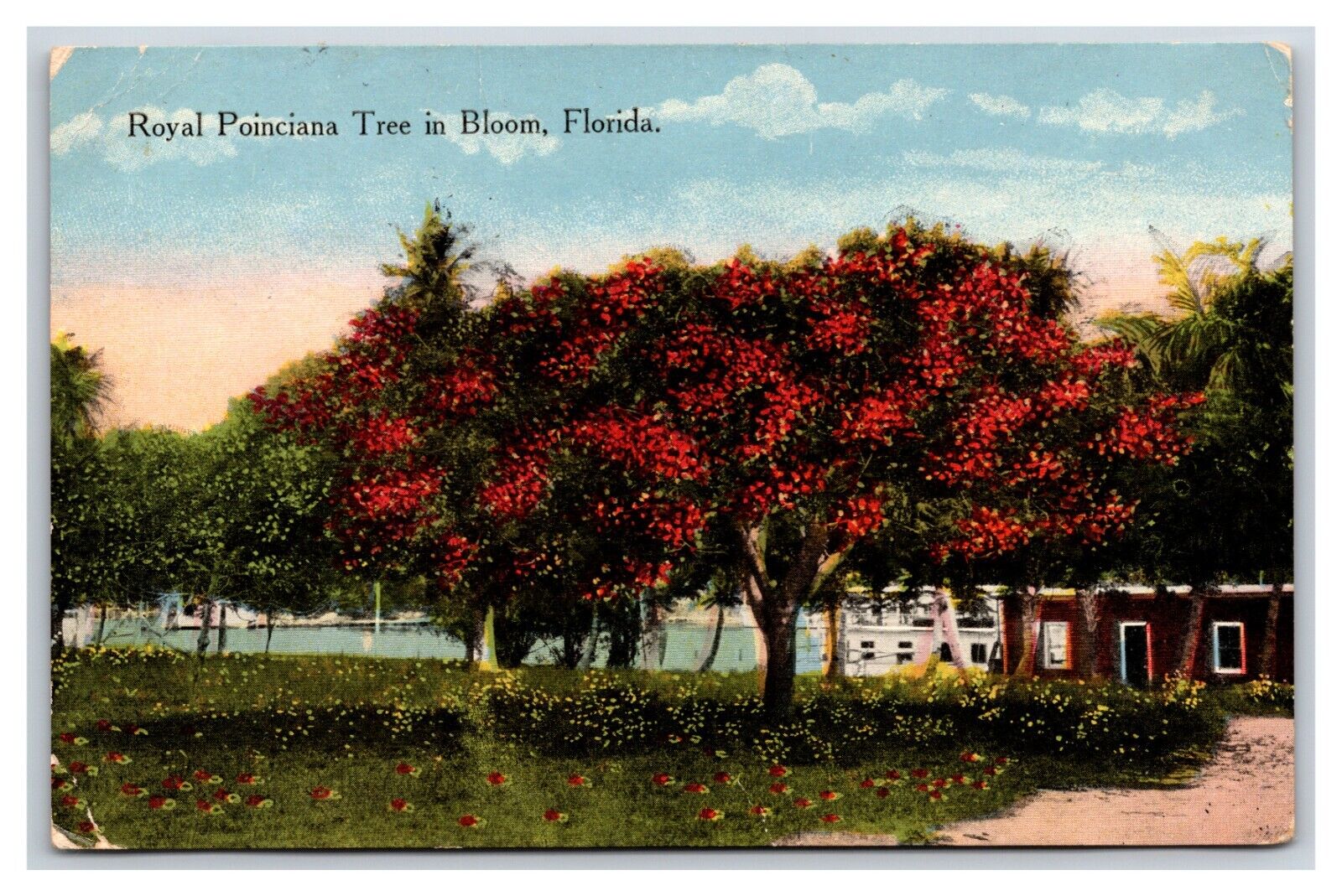 Royal Poinciana Tree In Bloom Florida 1915 DB Postcard Q22