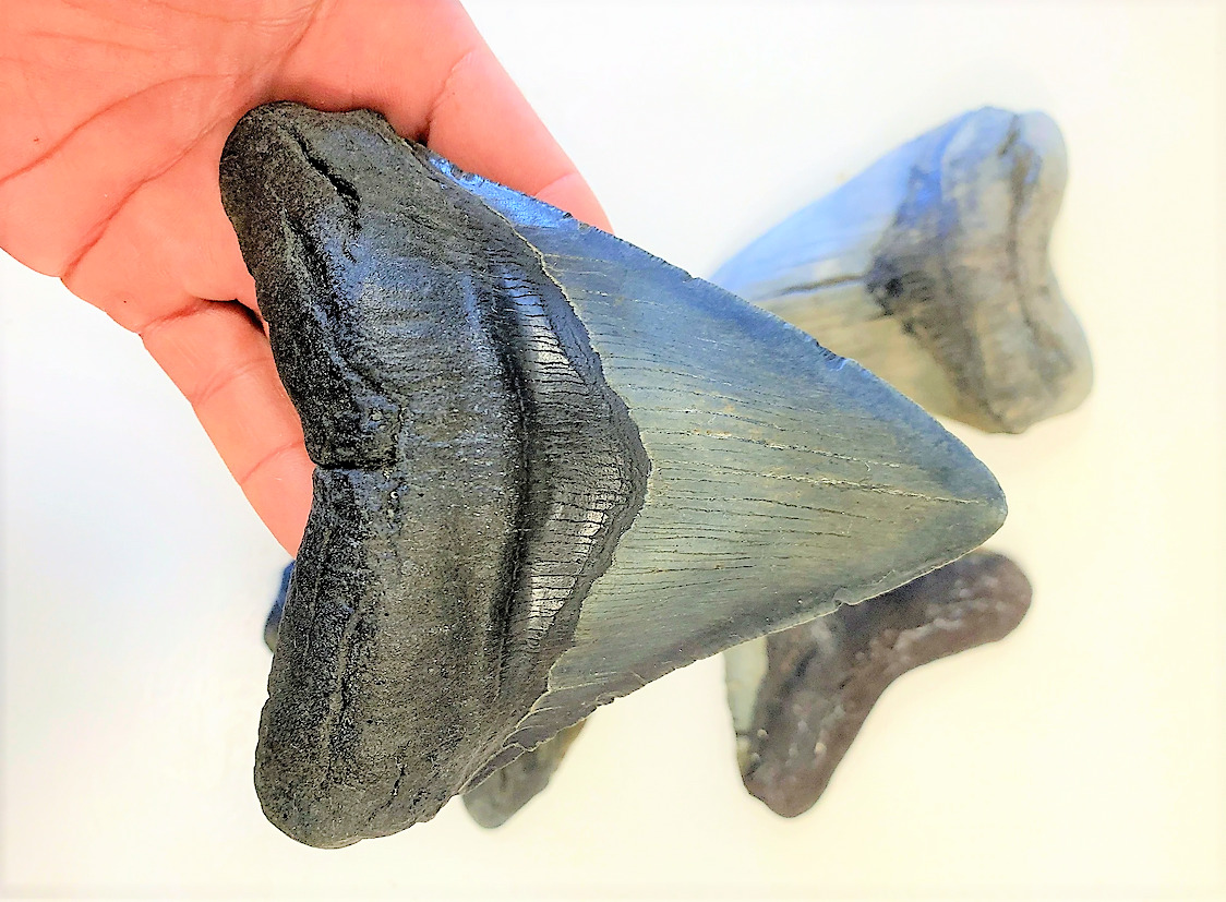 5 1/2 INCH REAL MEGALODON SHARK TOOTH BIG EXTINCT AUTHENTIC NATURAL TEETH MEG