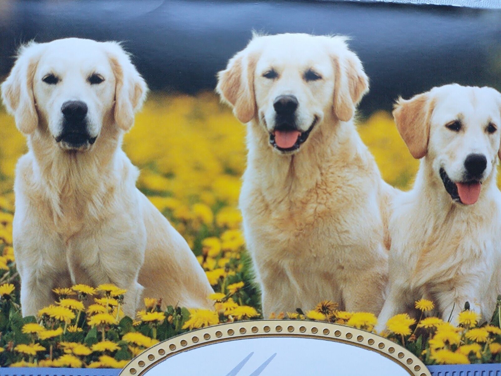 Golden Retriever Thank you Card  Many Thanks Dog Blank Inside Puppy Guiding Eyes