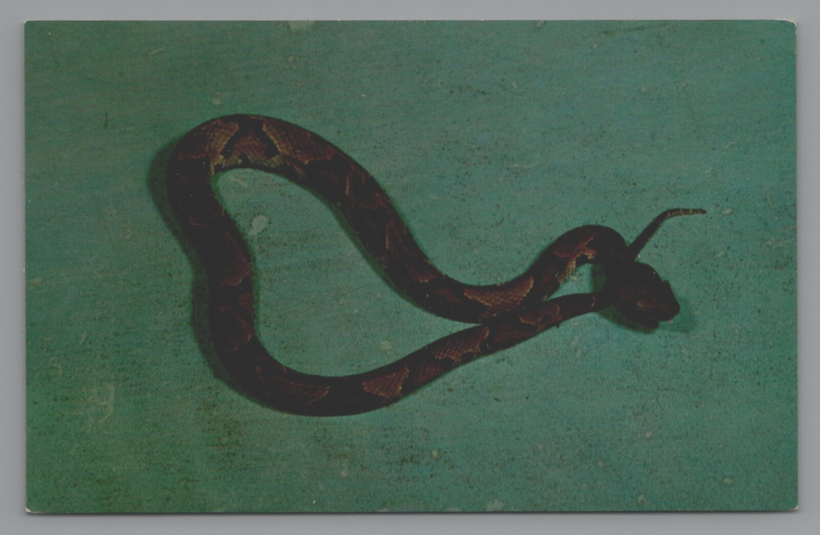 Poisonous Snakes Copperhead Snake Reptile Unposted Postcard