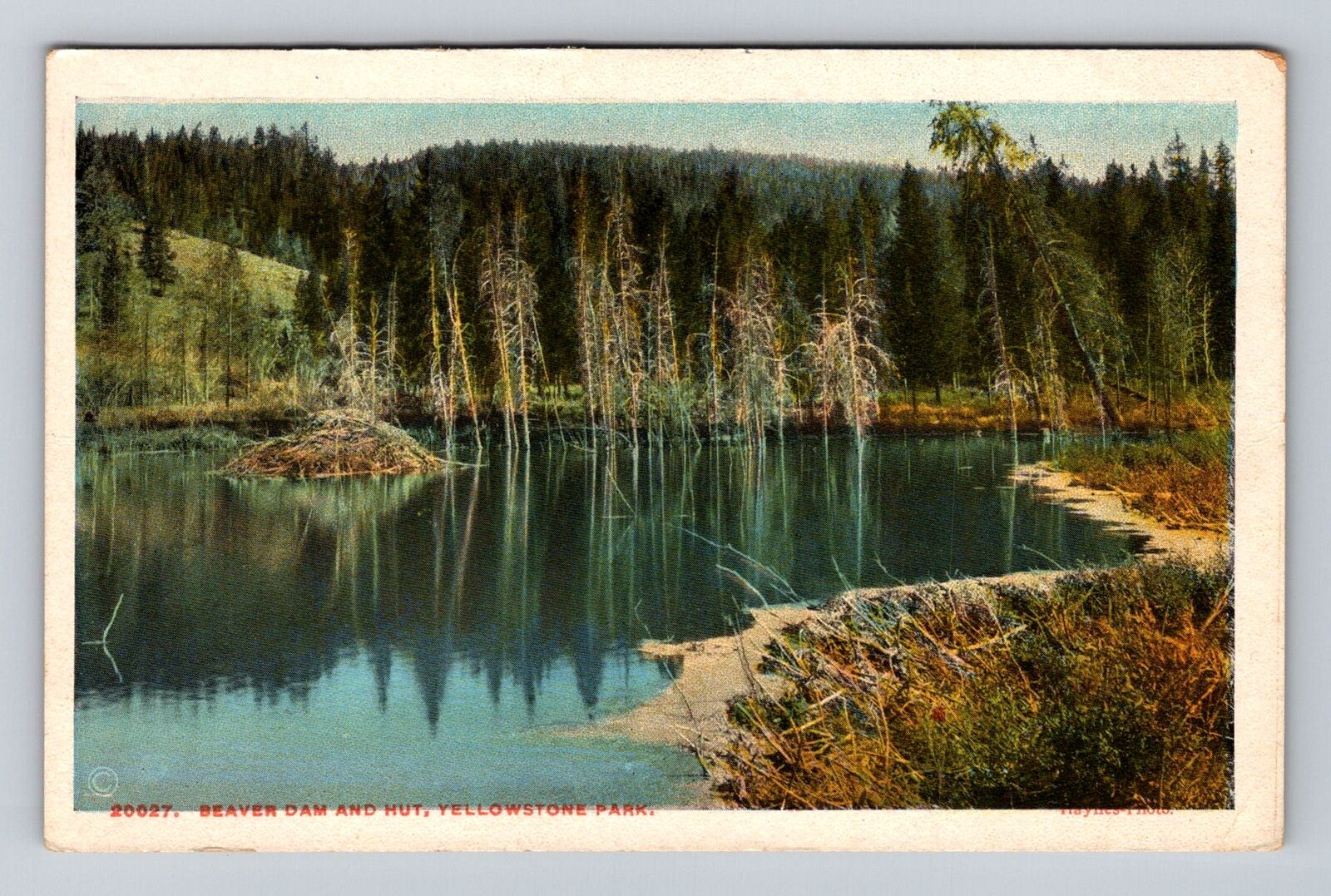 Yellowstone National Park, Beaver Dam, Hut, Series #20027 Vintage Postcard