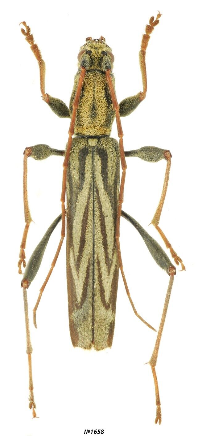Coleoptera Cerambycidae Rhabdoclytus acutivittis Far East of Russia 18mm