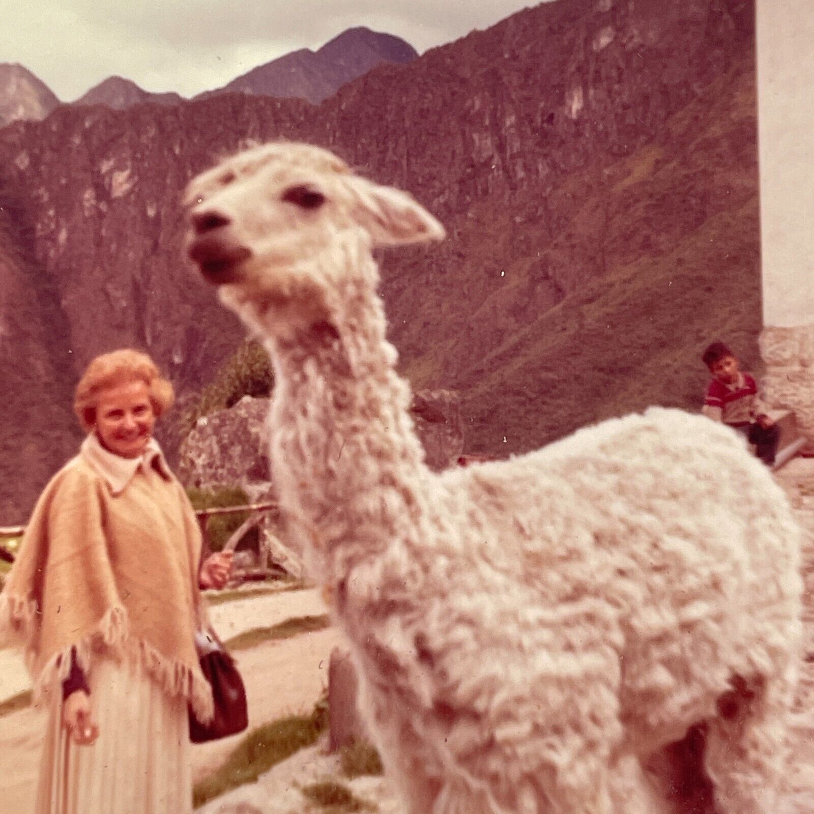 K6 Photograph 1964 Peru Llama Cute White Old Woman Hand From Out Of Frame Reach