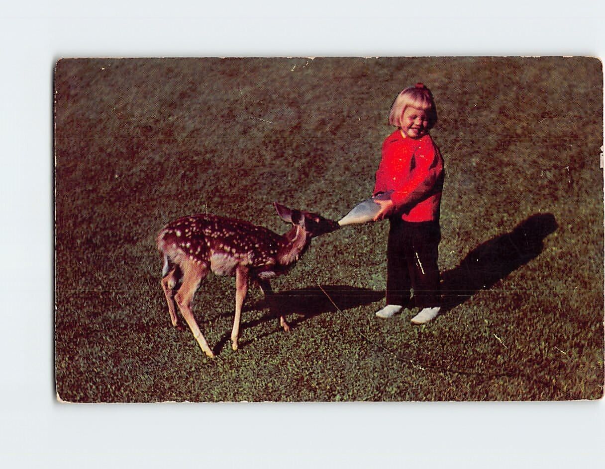 Postcard A shy little dear feeds a hungry little deer