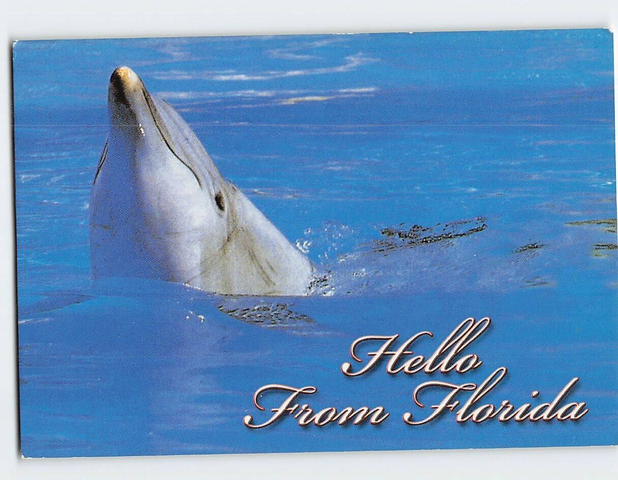 Postcard Dolphin Greetings from Florida USA