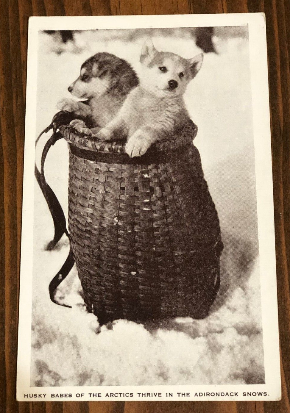 Husky Puppies Rppc Dogs in wicker basket in the snow Adirondack NY c.1930s
