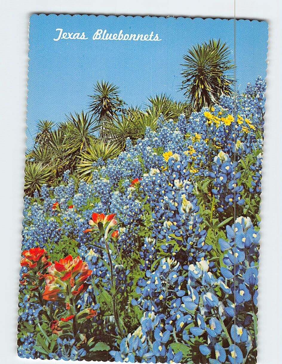 Postcard Texas Bluebonnets Texas USA