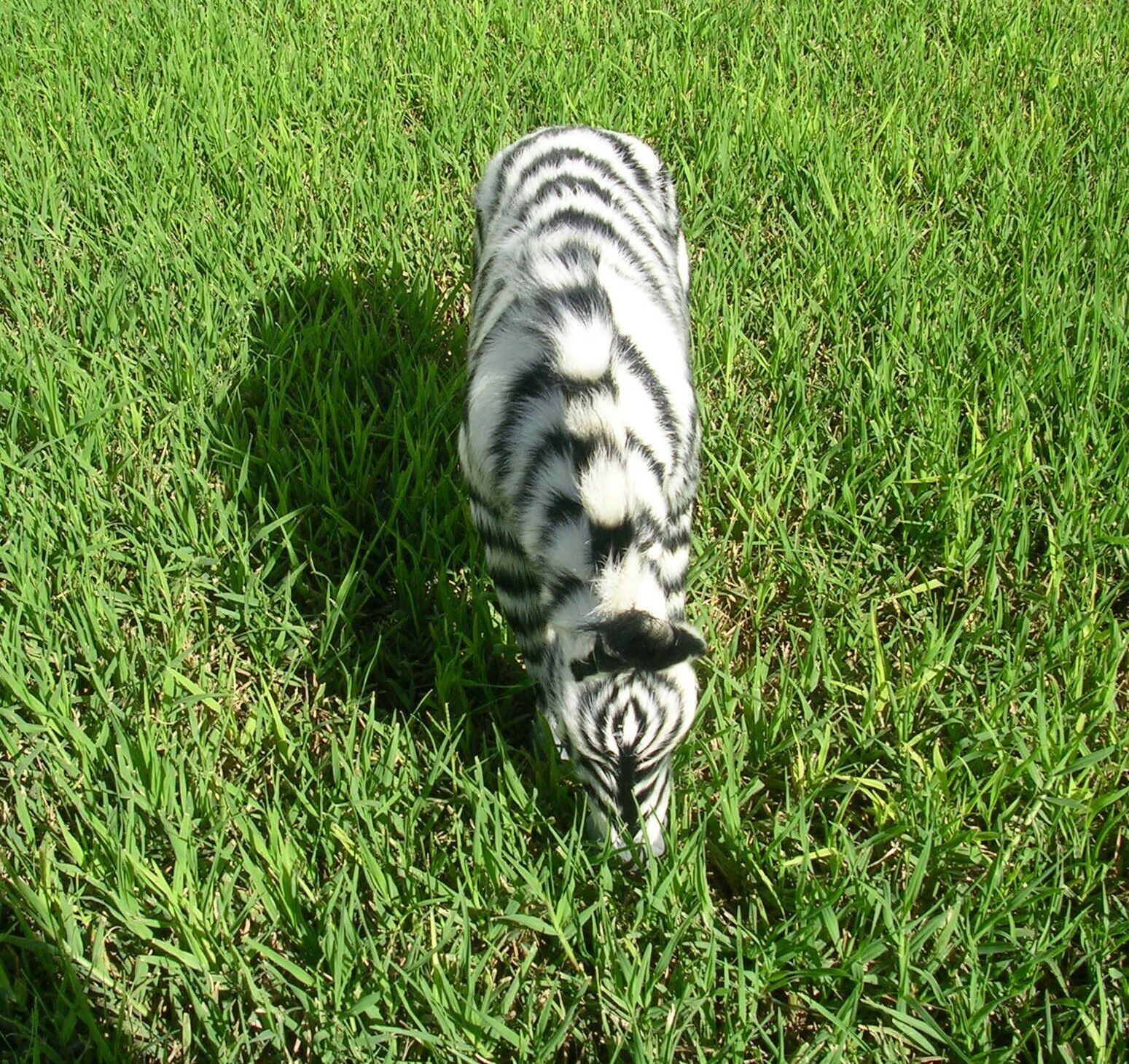 Realistic Lifelike Zebra Rabbit/Goat Fur H821