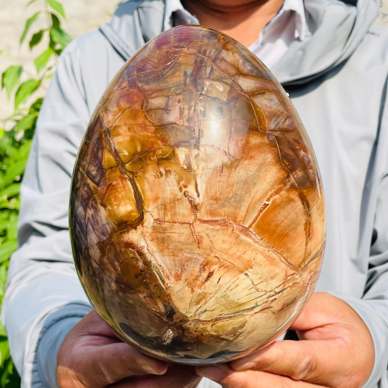 11.16lb Large Natural Petrified Wood Crystal Fossil Egg Specimen Healing