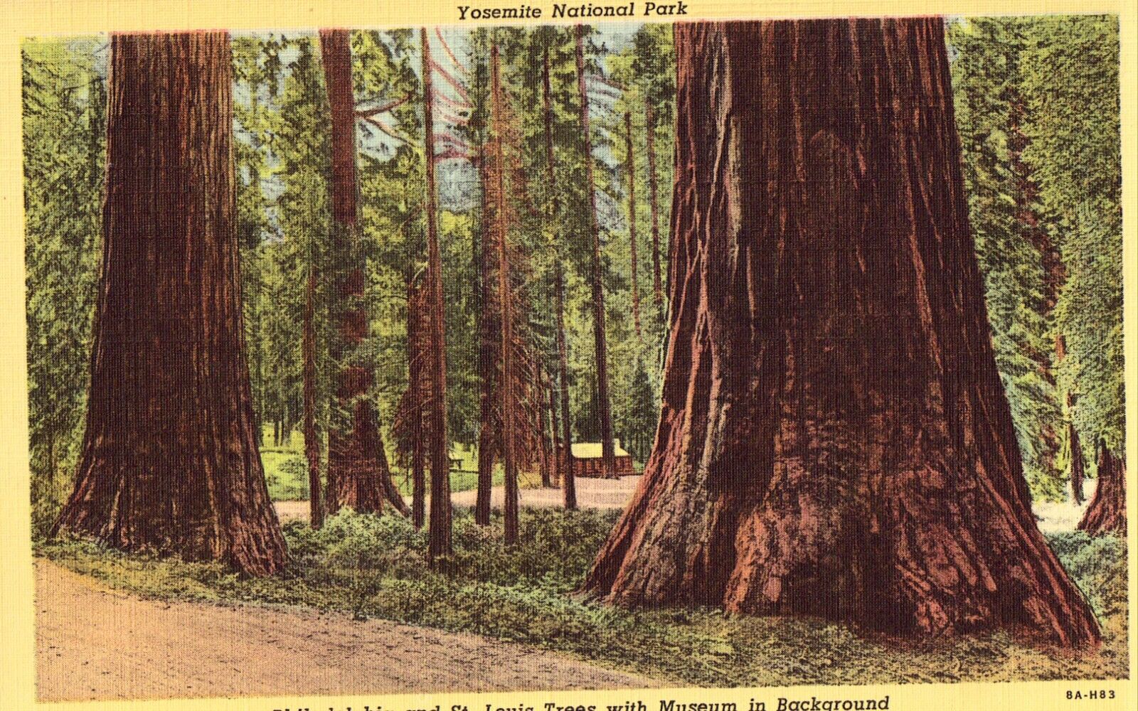 Linen Postcard - Philadelphia &St. Louis Trees -Yosemite National Park