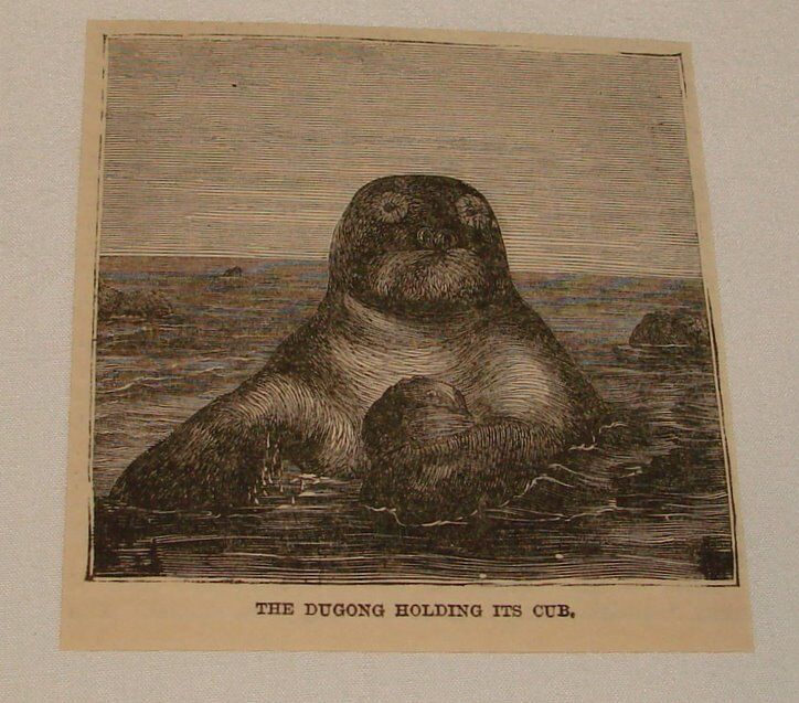 small 1883 magazine engraving ~ DUGONG HOLDING ITS CUB