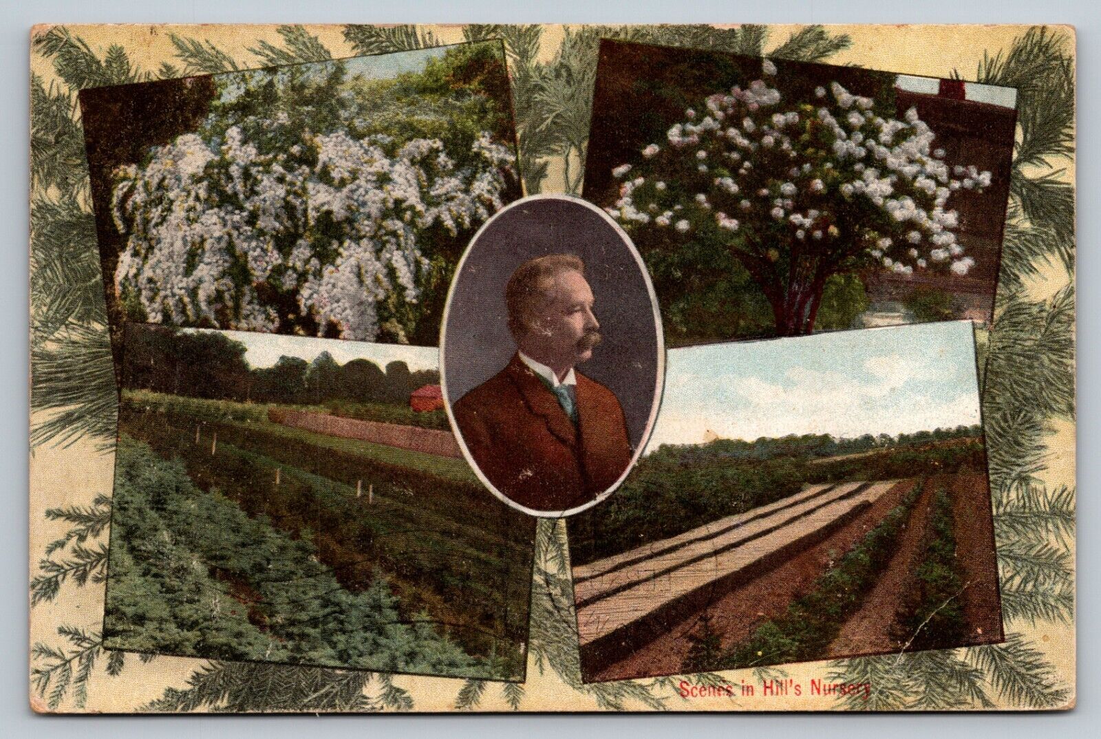 1910 Scenes In Hill\'s Nursery, Dundee, Illinois Advertising Postcard