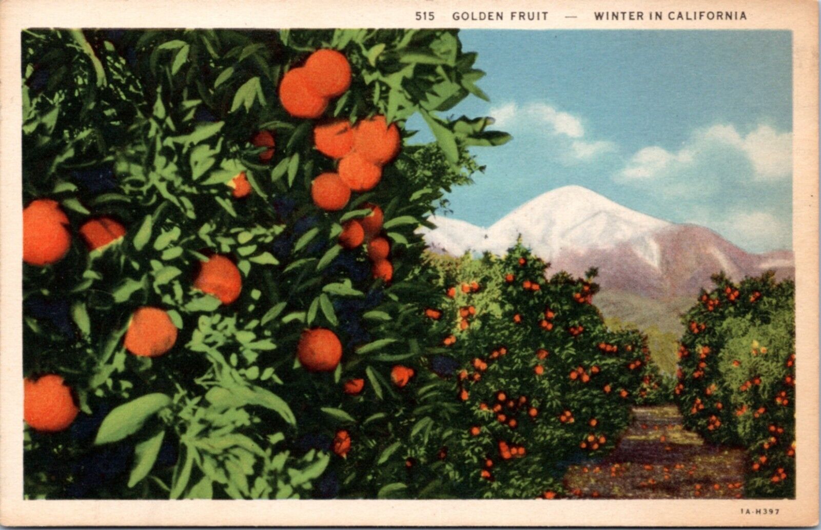 Postcard CA  Golden Fruit - Winter in California - oranges
