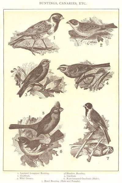 BUNTING CANARY. Lapland longspur Chaffinch Meadow Rose-breasted Grosbeak  1907