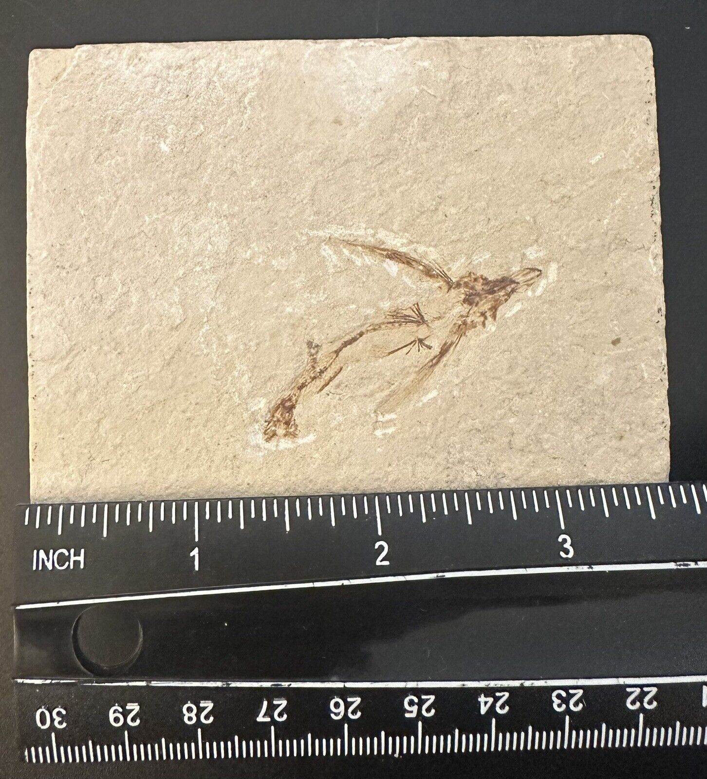 Lebanon Fossil, Exocoetoides-Flying Fish from Haqil, Cretaceous 100 Million Yrs.