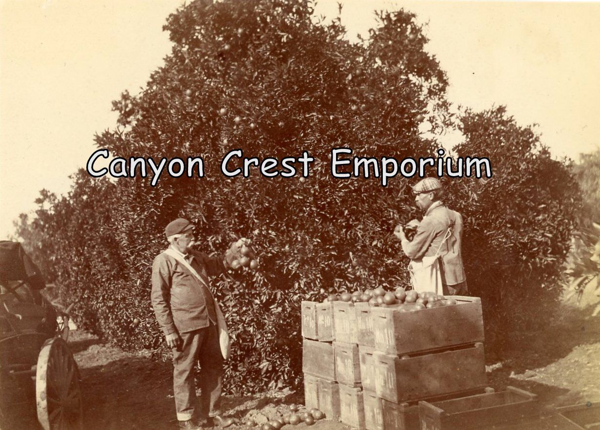 1902 Two Men Picking Oranges Orange Grove Riverside California Photograph Ca