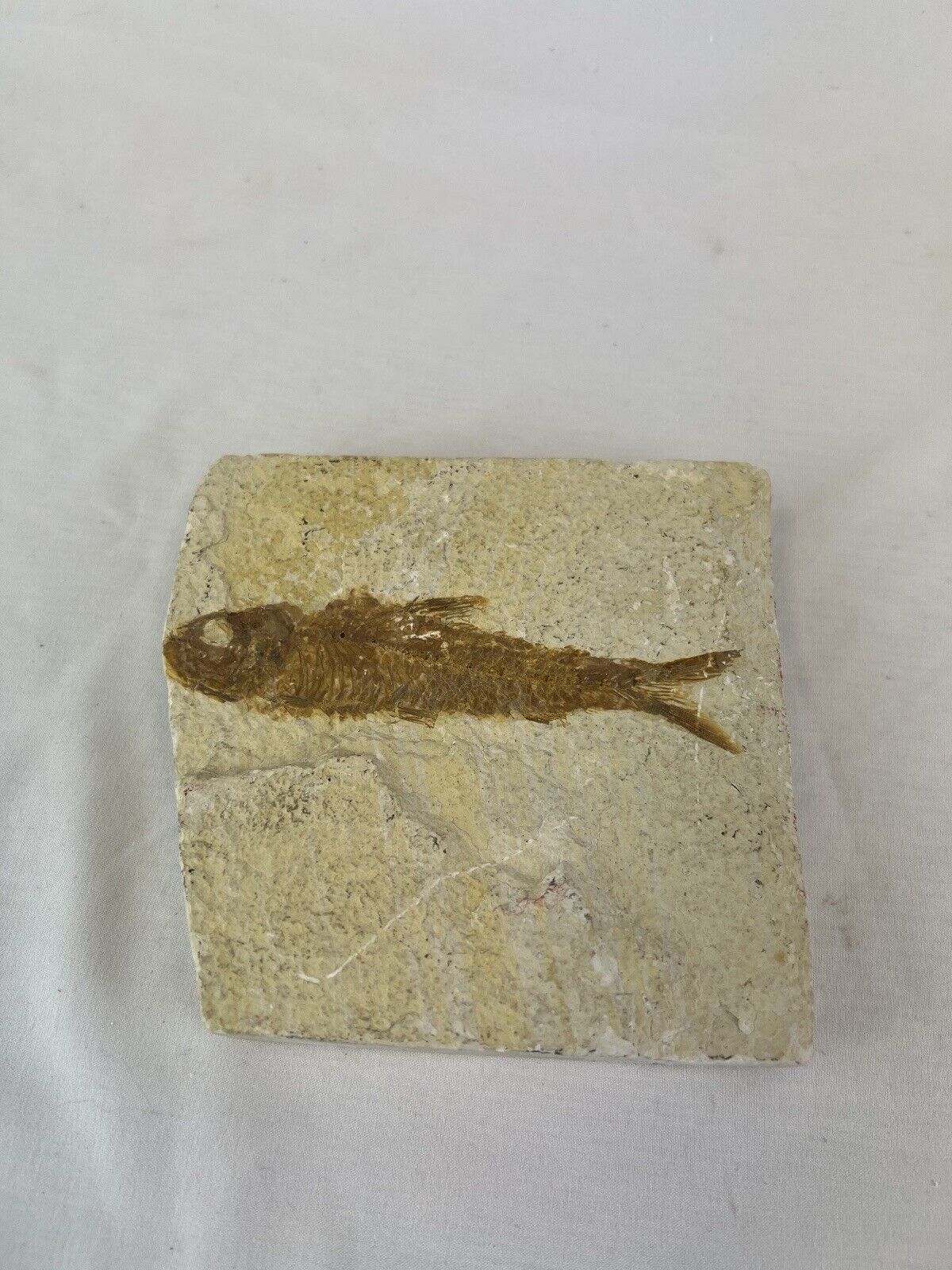 Fossil Fish large - Incredible detail and carefully prepared. 12 inches long