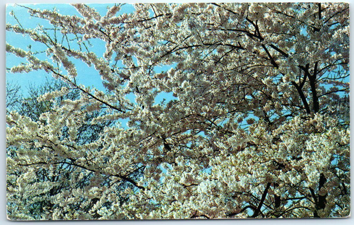Postcard - Cherry Blossoms