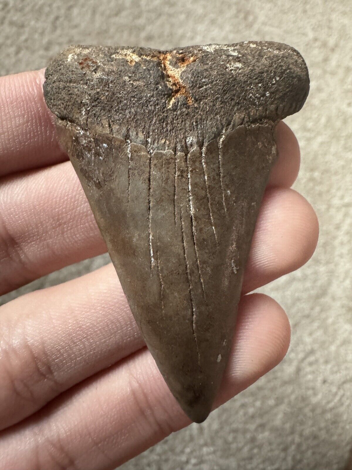 Unique Large Hastalis (Mako) Fossil Shark Tooth Not Great White Megalodon