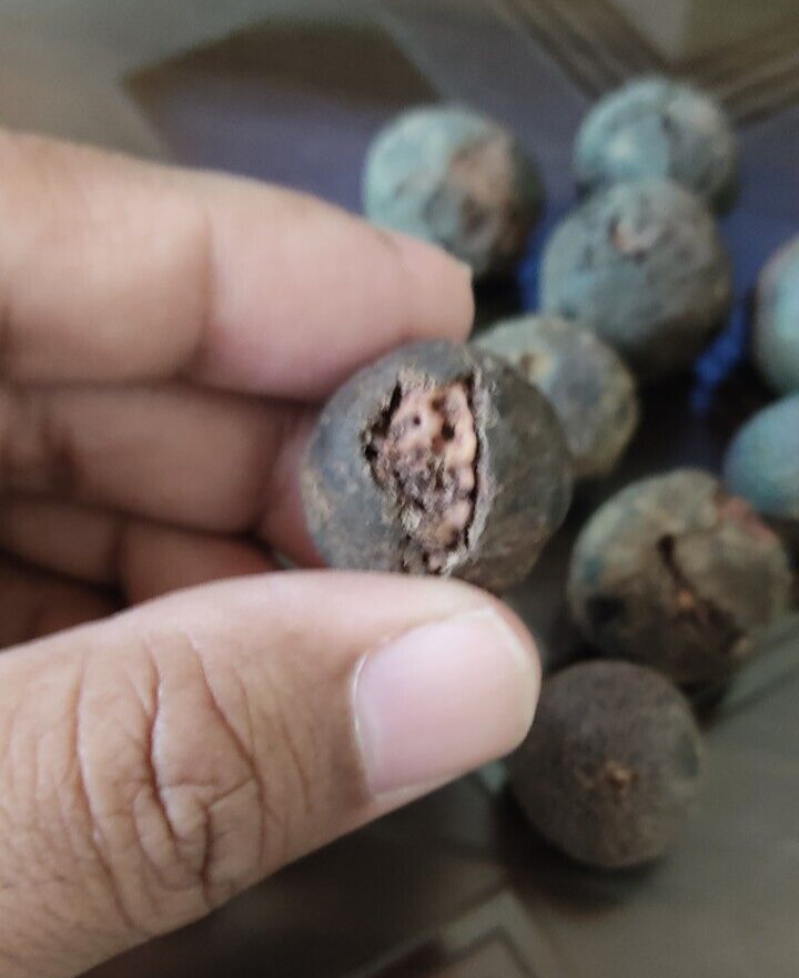 100% Original Rudraksha Bead Fruit from Nepal Holy lord shiva worship pack of 9 