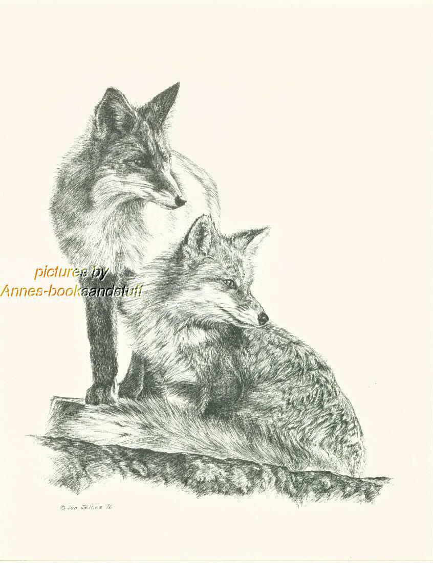 #136 two (2) FOXES  wild life art print * Pen & ink drawing done by Jan Jellins
